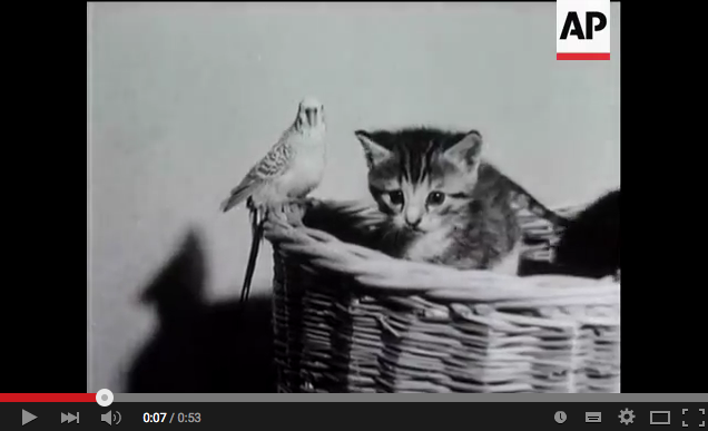 AP-YouTube-LOLCats