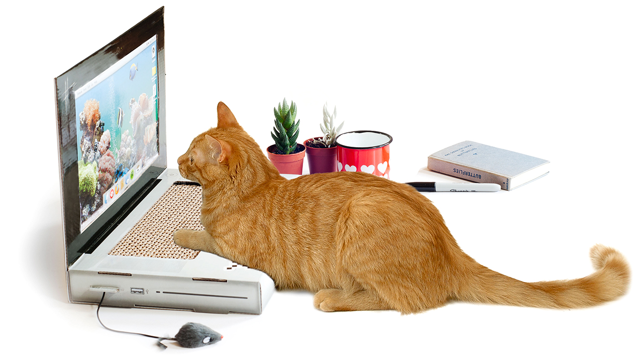 chat-clavier-ordinateur