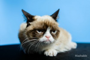 grumpy-cat