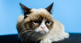 grumpy-cat