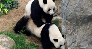 Panda-Hong-Kong