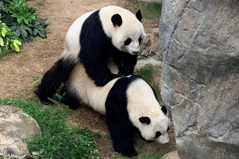 Panda-Hong-Kong